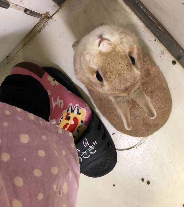 史上最も激安 うさぎカフェ様専用 バトルスピリッツ Labelians Fr