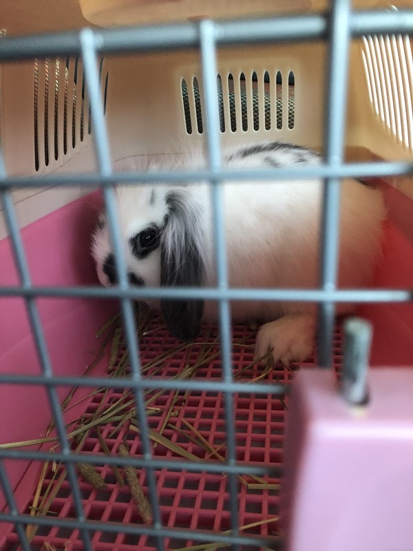 うさぎのキャリーおすすめ3選 選び方のポイントについて解説 ウサギスタイル