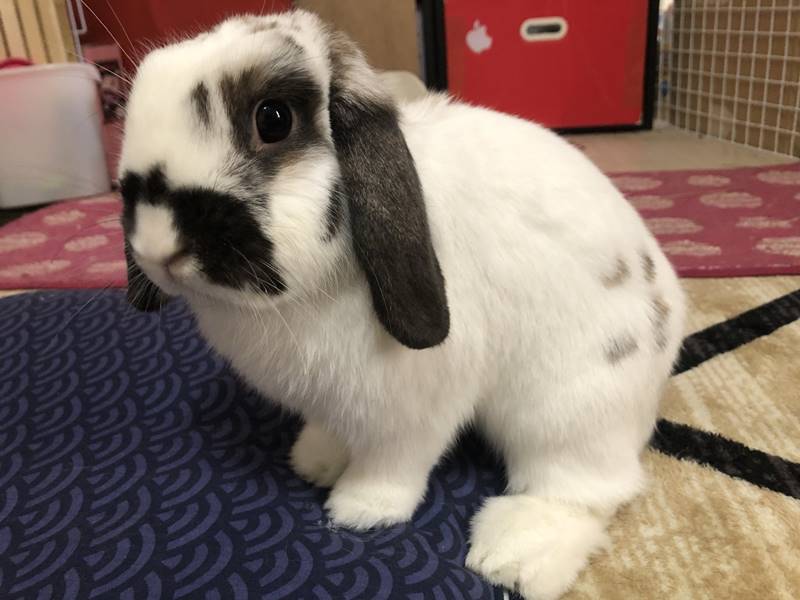 うさぎが掘る理由と気持ちは やめさせるための対策は ウサギスタイル